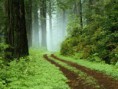 /album/galeria-de-fotos-pagina-inicial2/forest-jpg/